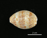 中文名:山貓寶螺(002368-00388)學名:Cypraea lynx Linnaeus, 1758(002368-00388)