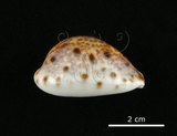 中文名:山貓寶螺(002368-00389)學名:Cypraea lynx Linnaeus, 1758(002368-00389)