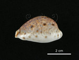 中文名:山貓寶螺(002368-00389)學名:Cypraea lynx Linnaeus, 1758(002368-00389)