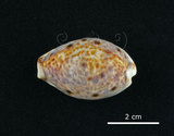 中文名:山貓寶螺(002368-00389)學名:Cypraea lynx Linnaeus, 1758(002368-00389)