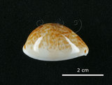 中文名:山貓寶螺(002629-00044)學名:Cypraea lynx Linnaeus, 1758(002629-00044)