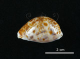 中文名:山貓寶螺(002629-00044)學名:Cypraea lynx Linnaeus, 1758(002629-00044)