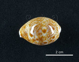 中文名:山貓寶螺(002629-00044)學名:Cypraea lynx Linnaeus, 1758(002629-00044)