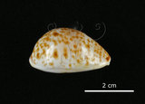 中文名:山貓寶螺(002672-00163)學名:Cypraea lynx Linnaeus, 1758(002672-00163)