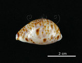 中文名:山貓寶螺(002672-00163)學名:Cypraea lynx Linnaeus, 1758(002672-00163)