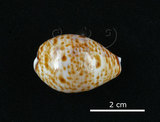 中文名:山貓寶螺(002672-00163)學名:Cypraea lynx Linnaeus, 1758(002672-00163)