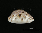 中文名:山貓寶螺(002703-00006)學名:Cypraea lynx Linnaeus, 1758(002703-00006)