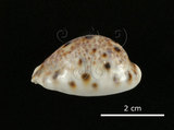 中文名:山貓寶螺(002703-00006)學名:Cypraea lynx Linnaeus, 1758(002703-00006)