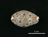 中文名:山貓寶螺(002703-00006)學名:Cypraea lynx Linnaeus, 1758(002703-00006)