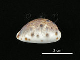 中文名:山貓寶螺(004537-00054)學名:Cypraea lynx Linnaeus, 1758(004537-00054)