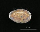 中文名:山貓寶螺(004537-00054)學名:Cypraea lynx Linnaeus, 1758(004537-00054)