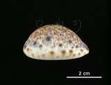 中文名:山貓寶螺(004656-00003)學名:Cypraea lynx Linnaeus, 1758(004656-00003)