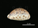 中文名:山貓寶螺(004656-00003)學名:Cypraea lynx Linnaeus, 1758(004656-00003)