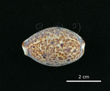 中文名:山貓寶螺(004656-00003)學名:Cypraea lynx Linnaeus, 1758(004656-00003)