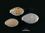 中文名:山貓寶螺(004656-00003)學名:Cypraea lynx Linnaeus, 1758(004656-00003)