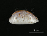 中文名:山貓寶螺(005558-00102)學名:Cypraea lynx Linnaeus, 1758(005558-00102)