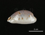 中文名:山貓寶螺(005558-00102)學名:Cypraea lynx Linnaeus, 1758(005558-00102)