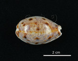 中文名:山貓寶螺(005814-00037)學名:Cypraea lynx Linnaeus, 1758(005814-00037)