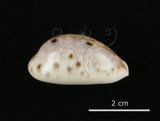 中文名:山貓寶螺(005814-00069)學名:Cypraea lynx Linnaeus, 1758(005814-00069)