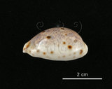 中文名:山貓寶螺(005814-00069)學名:Cypraea lynx Linnaeus, 1758(005814-00069)