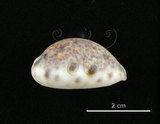 中文名:山貓寶螺(006146-00051)學名:Cypraea lynx Linnaeus, 1758(006146-00051)