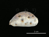 中文名:山貓寶螺(006146-00051)學名:Cypraea lynx Linnaeus, 1758(006146-00051)