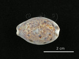 中文名:山貓寶螺(006146-00051)學名:Cypraea lynx Linnaeus, 1758(006146-00051)