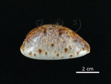 中文名:山貓寶螺(006178-00040)學名:Cypraea lynx Linnaeus, 1758(006178-00040)