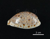 中文名:山貓寶螺(006178-00040)學名:Cypraea lynx Linnaeus, 1758(006178-00040)