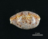 中文名:山貓寶螺(006178-00040)學名:Cypraea lynx Linnaeus, 1758(006178-00040)