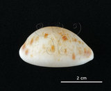 中文名:山貓寶螺(002119-00051)學名:Cypraea lynx Linnaeus, 1758(002119-00051)