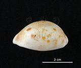 中文名:山貓寶螺(002119-00051)學名:Cypraea lynx Linnaeus, 1758(002119-00051)