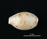 中文名:山貓寶螺(002119-00051)學名:Cypraea lynx Linnaeus, 1758(002119-00051)