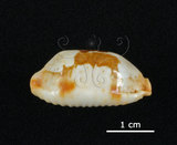 中文名:塊斑寶螺(005814-00032)學名:Cypraea stolida Linnaeus, 1758(005814-00032)