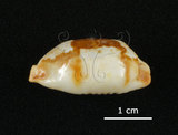中文名:塊斑寶螺(005814-00032)學名:Cypraea stolida Linnaeus, 1758(005814-00032)