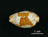 中文名:塊斑寶螺(005814-00032)學名:Cypraea stolida Linnaeus, 1758(005814-00032)