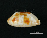 中文名:塊斑寶螺(005814-00073)學名:Cypraea stolida Linnaeus, 1758(005814-00073)