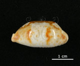 中文名:塊斑寶螺(005814-00073)學名:Cypraea stolida Linnaeus, 1758(005814-00073)