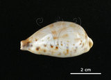 中文名:黑齒寶螺(005814-00030)學名:Cypraea pulchella Swainson, 1823(005814-00030)