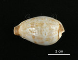 中文名:黑齒寶螺(005814-00030)學名:Cypraea pulchella Swainson, 1823(005814-00030)