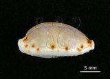 中文名:梨皮寶螺(002386-00002)學名:Cypraea labrolineata Gaskoin, 1849(002386-00002)