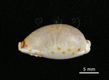 中文名:梨皮寶螺(002386-00002)學名:Cypraea labrolineata Gaskoin, 1849(002386-00002)