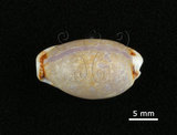 中文名:梨皮寶螺(002386-00002)學名:Cypraea labrolineata Gaskoin, 1849(002386-00002)