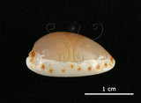 中文名:梨皮寶螺(002386-00003)學名:Cypraea labrolineata Gaskoin, 1849(002386-00003)