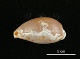 中文名:梨皮寶螺(002386-00003)學名:Cypraea labrolineata Gaskoin, 1849(002386-00003)