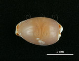 中文名:梨皮寶螺(002386-00003)學名:Cypraea labrolineata Gaskoin, 1849(002386-00003)