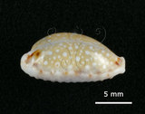 中文名:梨皮寶螺(002639-00110)學名:Cypraea labrolineata Gaskoin, 1849(002639-00110)