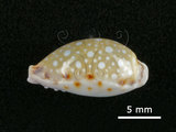 中文名:梨皮寶螺(002639-00110)學名:Cypraea labrolineata Gaskoin, 1849(002639-00110)