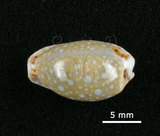 中文名:梨皮寶螺(002639-00110)學名:Cypraea labrolineata Gaskoin, 1849(002639-00110)