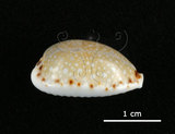 中文名:梨皮寶螺(002672-00070)學名:Cypraea labrolineata Gaskoin, 1849(002672-00070)